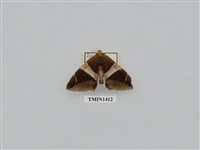 藏品(夜蛾科)的圖片